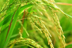 糧食重金屬檢測(cè)儀多少錢一臺(tái)？